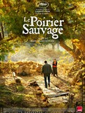 Le-poirier-sauvage